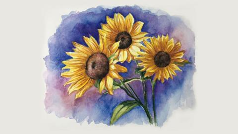 sunflowers drawing