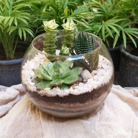 small glass terrarium with succelent plants