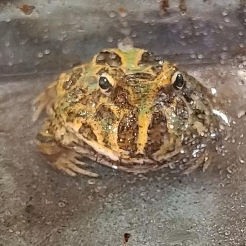 frog