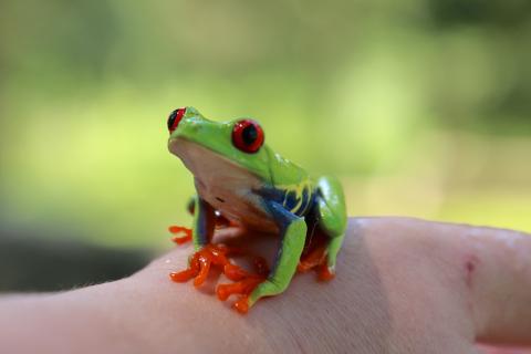 Small Frog atop a persons hand