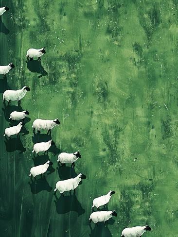 painting of sheep viewed from above on a gree background