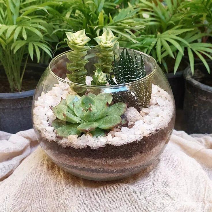 small glass terrarium with succelent plants