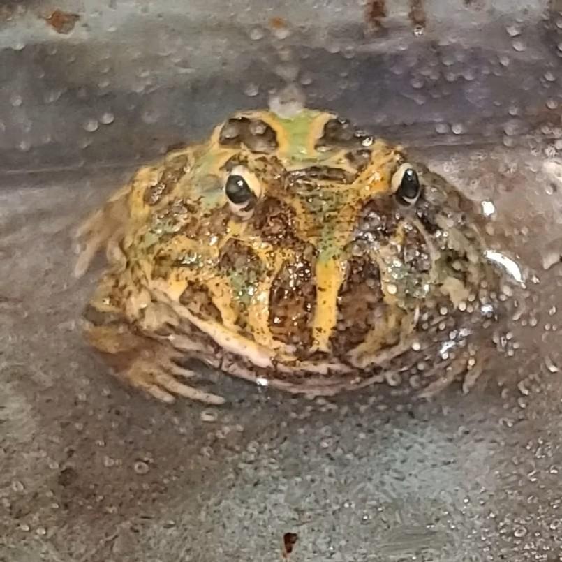 Frog