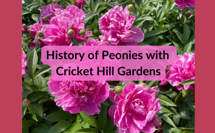 History of Peonies