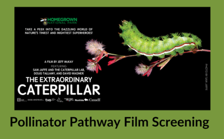 pollinator pathway film screening of the extraordinary caterpillar