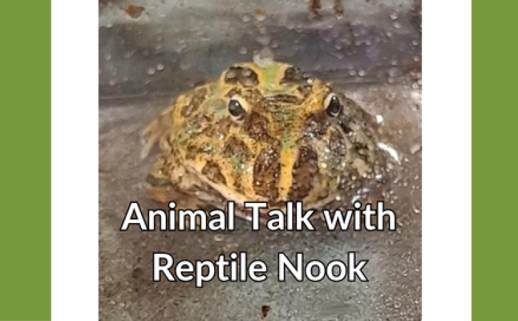 Animal Talk with the Reptile Nook July 14 3:30-4:30pm